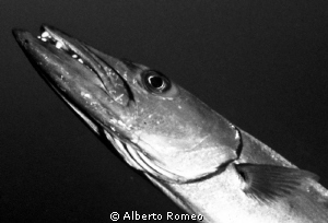 Portrait of a big barracuda by Alberto Romeo 